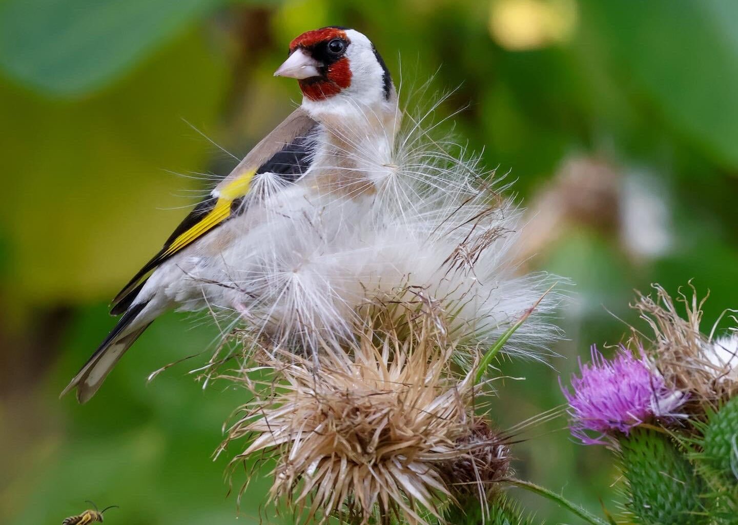 Letztes Jahr Stieglitz mit Wespe fotografiert