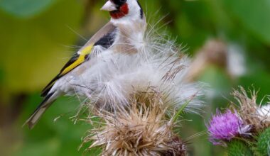 Letztes Jahr Stieglitz mit Wespe fotografiert