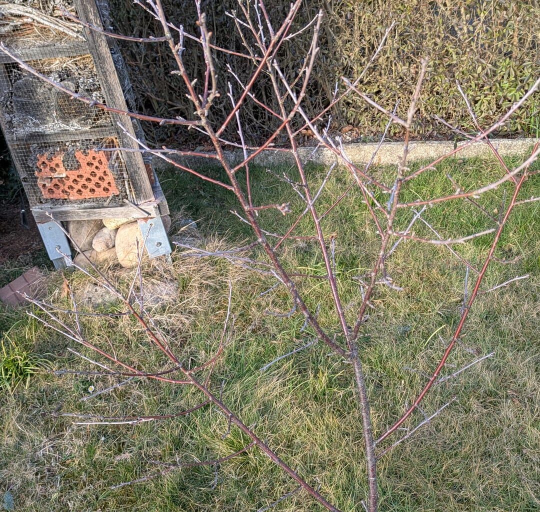 Muss der Kirschbaum beschnitten werden?