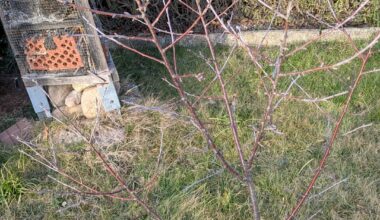 Muss der Kirschbaum beschnitten werden?