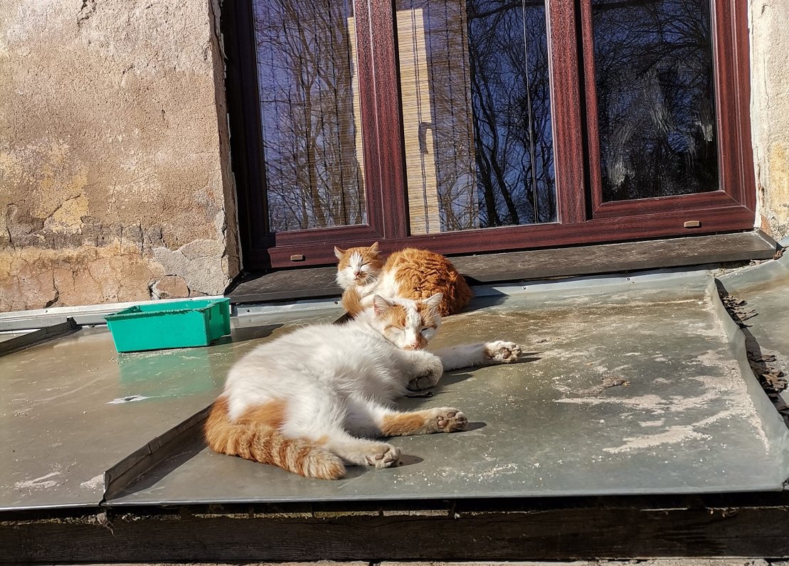 Kaķi