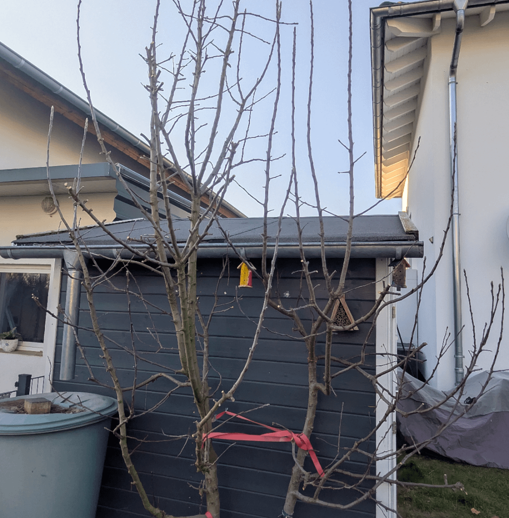 Erster Schnitt Apfelbaum