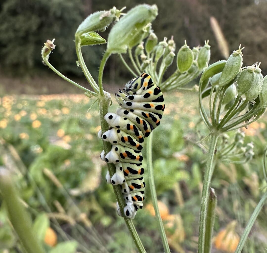 Kennt ihr diese Raupe?