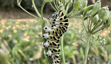 Kennt ihr diese Raupe?