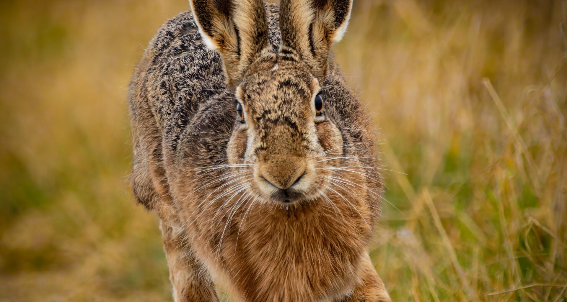 Ein Feldhase sprintet direkt auf mich zu