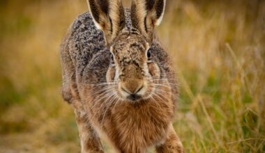 Ein Feldhase sprintet direkt auf mich zu