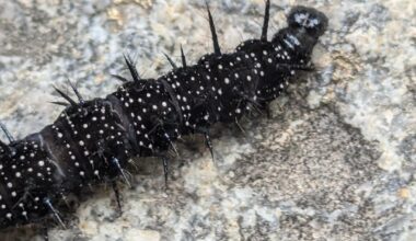 Wer ist dieser kleine Freund?