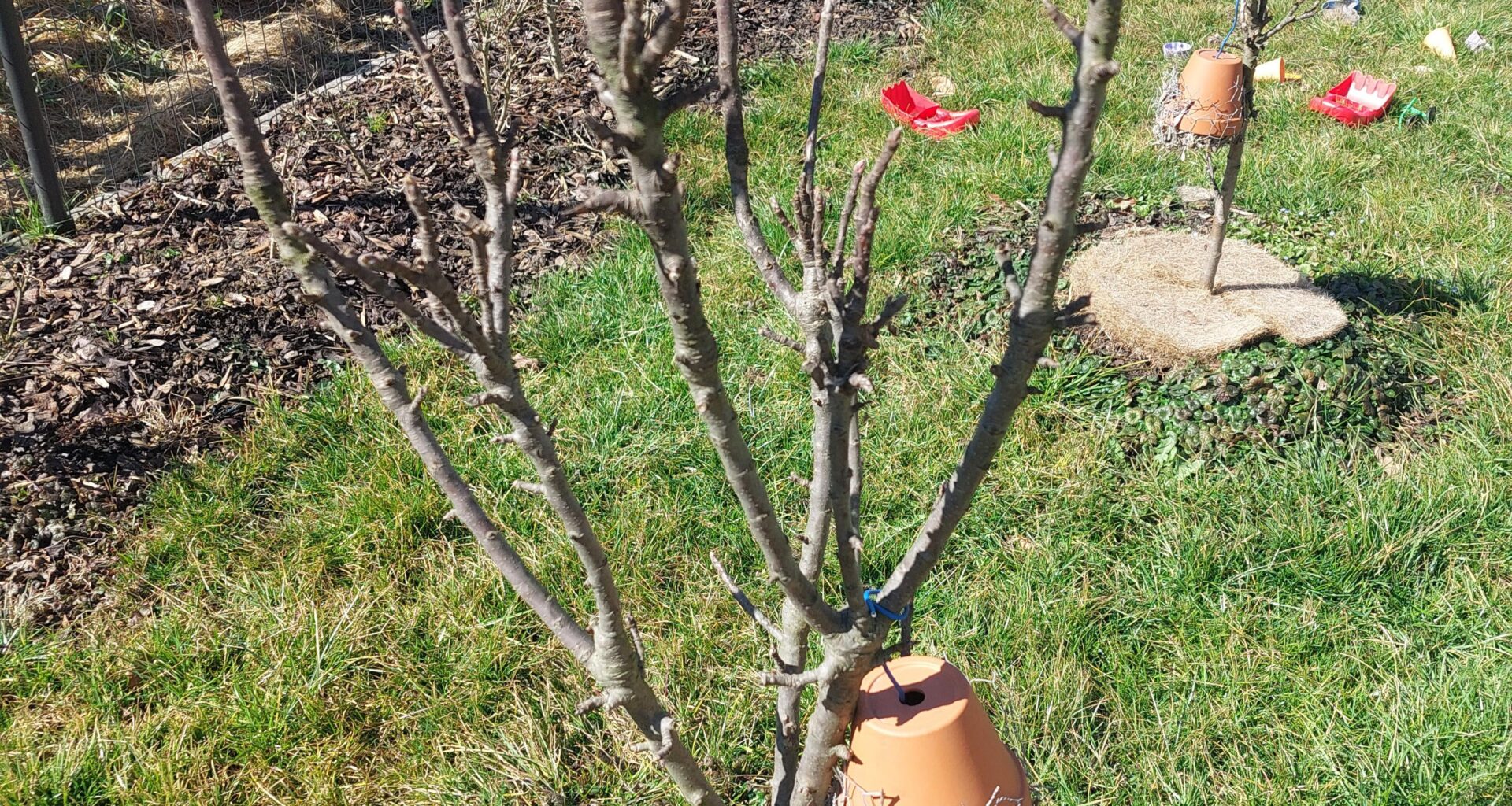 Säulenapfel schneiden?
