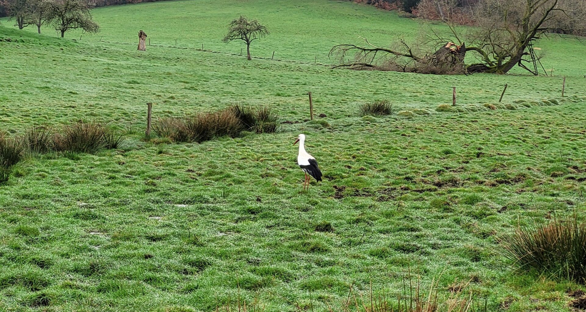Erster Storch in diesem Jahr (miese Aufnahme)