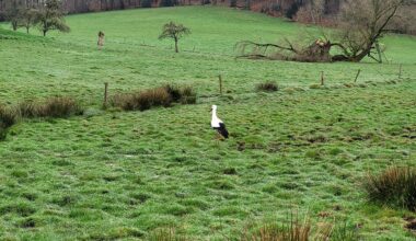 Erster Storch in diesem Jahr (miese Aufnahme)