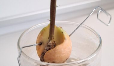 Avocadokern treibt mit weißen Blättern aus