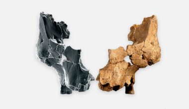 Oldest human face in Western Europe found in Spain, rewriting early European settlement history