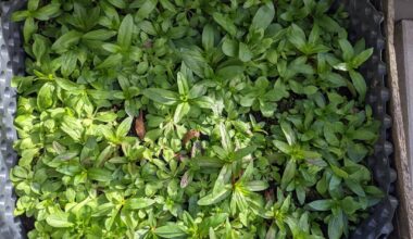 Ist das Feldsalat?