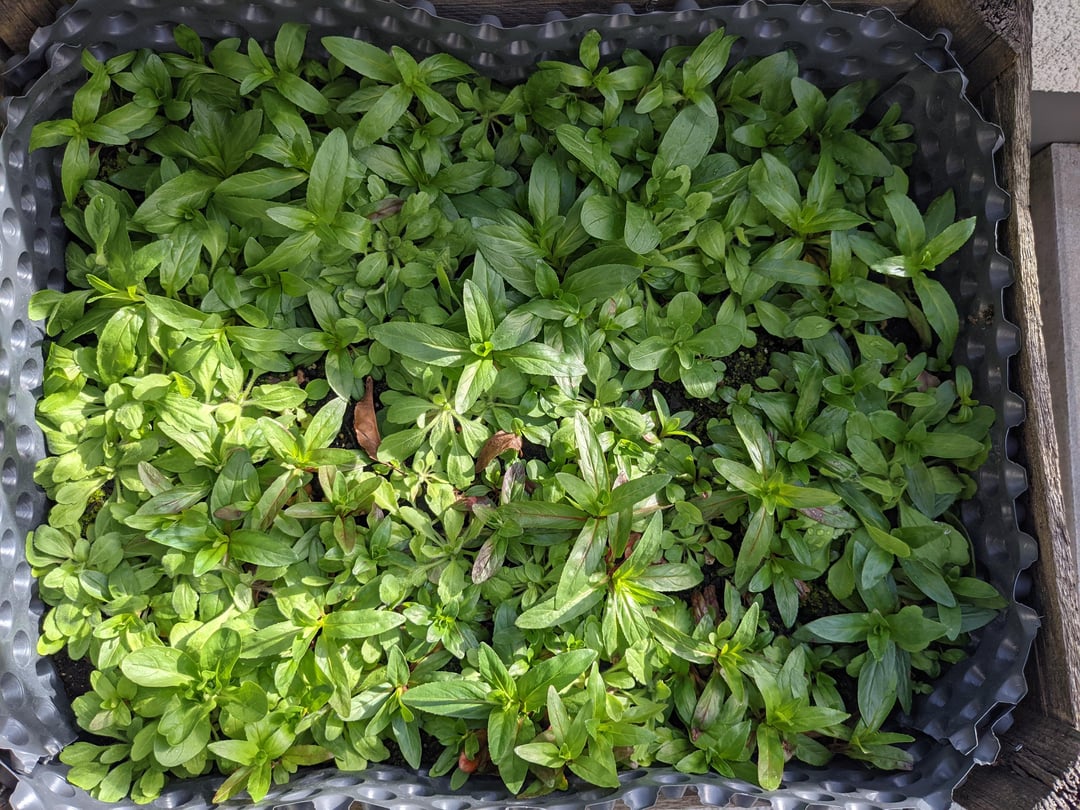 Ist das Feldsalat?