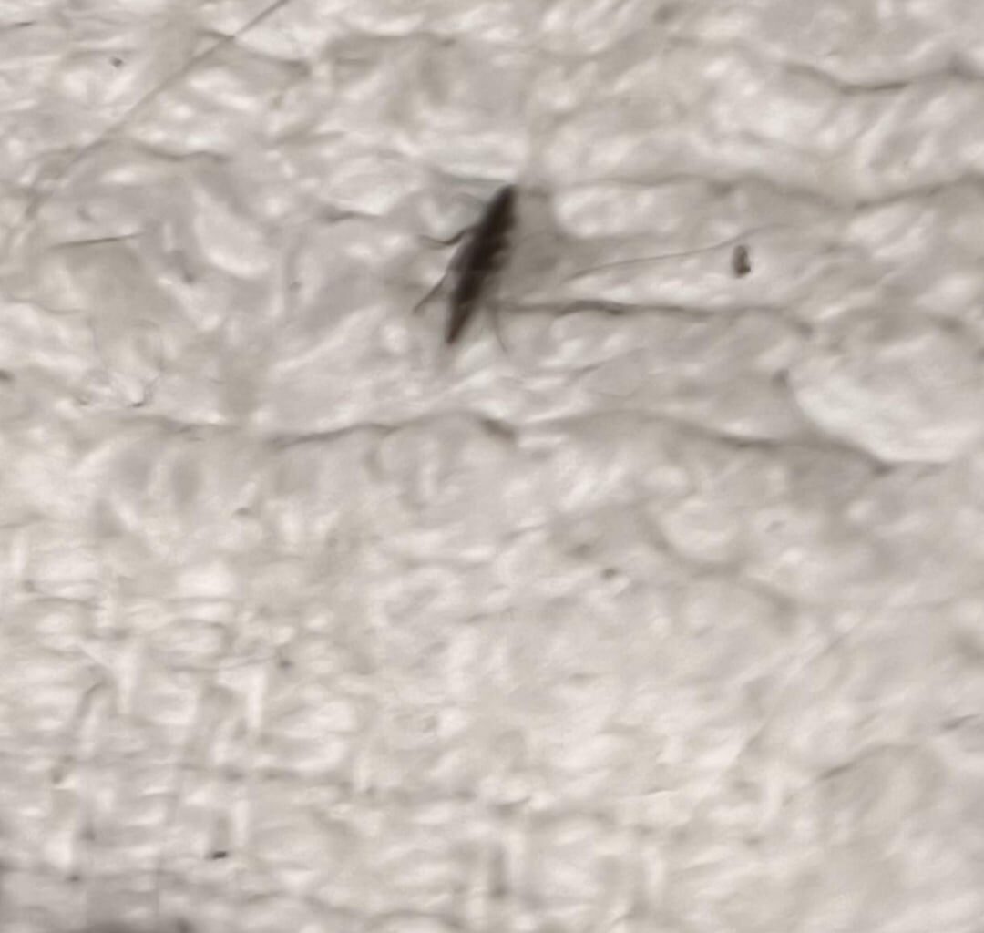 Was ist das? Insekt von Katze im bett