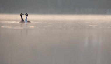 Ich habe am Wochenende das erste mal mein Schwimmversteck benutzt…