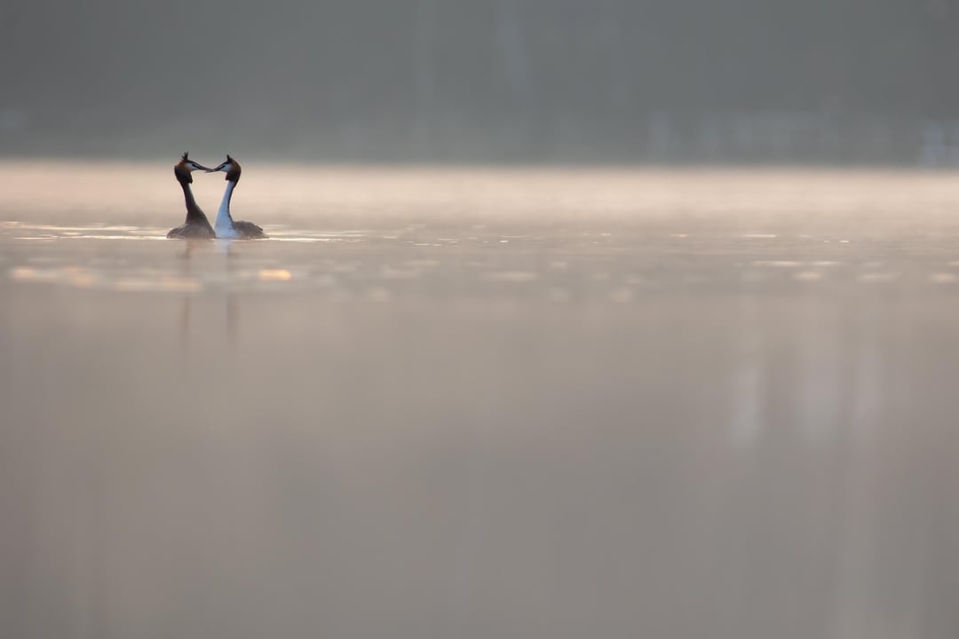 Ich habe am Wochenende das erste mal mein Schwimmversteck benutzt…