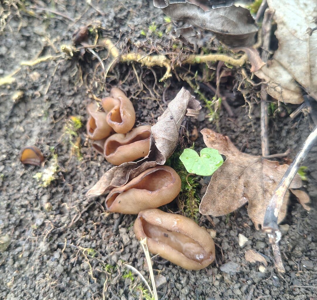 Ein weiterer Frühlingsbote: Disciotis venosa, der Morchelbecherling. Einer der absolut besten Speisepilze, den ich schweren Herzens wegen des Eschensterbens meist stehenlasse, außer er kommt in rauen Mengen vor.