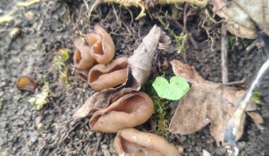 Ein weiterer Frühlingsbote: Disciotis venosa, der Morchelbecherling. Einer der absolut besten Speisepilze, den ich schweren Herzens wegen des Eschensterbens meist stehenlasse, außer er kommt in rauen Mengen vor.