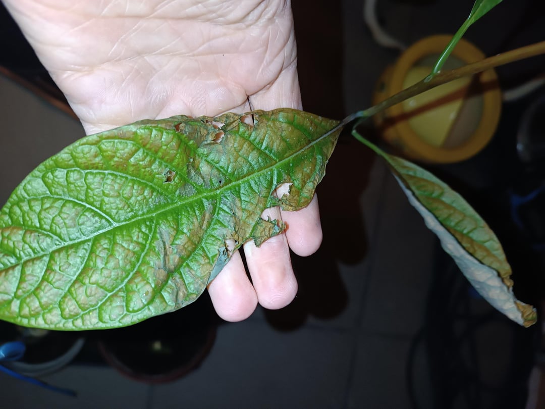 Kann ich meine Avocadobäumchen noch retten?