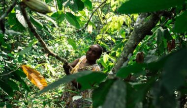 Dans l’est de la RDC, la flambée des cours du cacao nourrit les violences