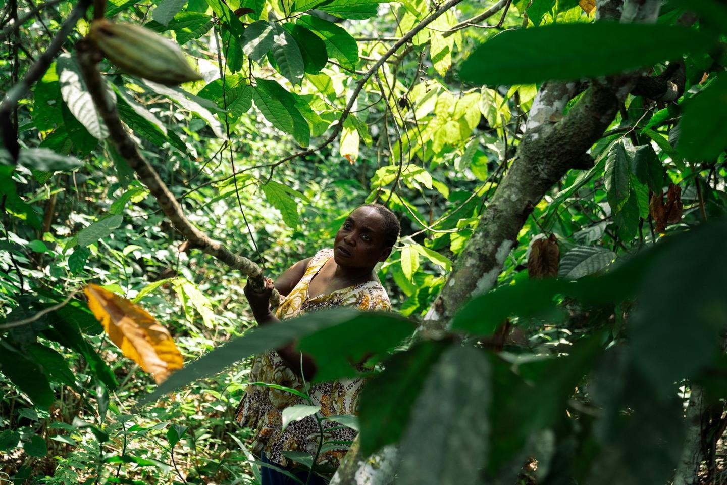 Dans l’est de la RDC, la flambée des cours du cacao nourrit les violences