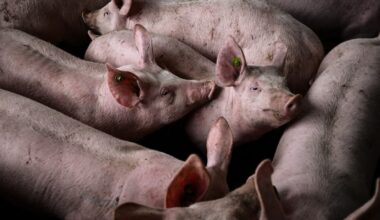 European Parliament flinches at factory farming reality – POLITICO