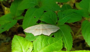 Welcher schöne Falter ist das ?