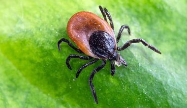 Hospital reports first ticks of 2025 in Latvia / Article