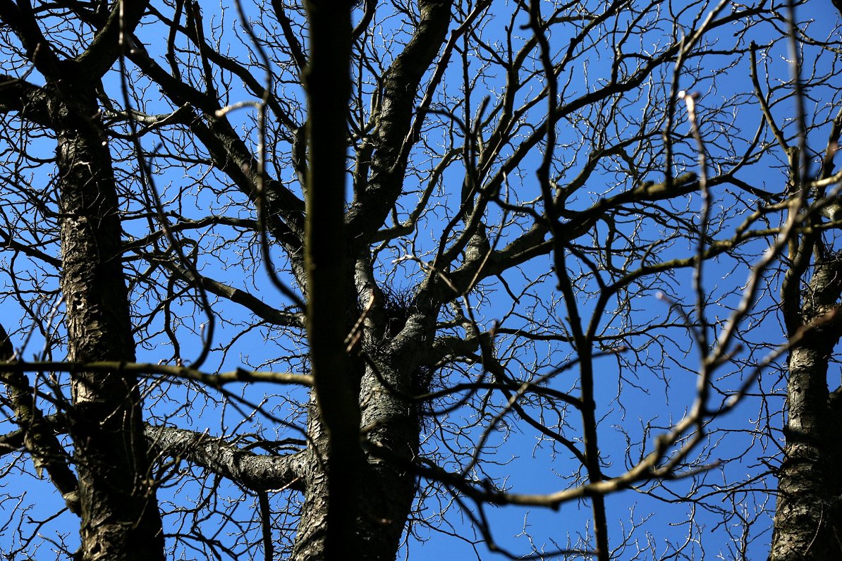 Latvia considers changes in tree felling permits outside forests / Article
