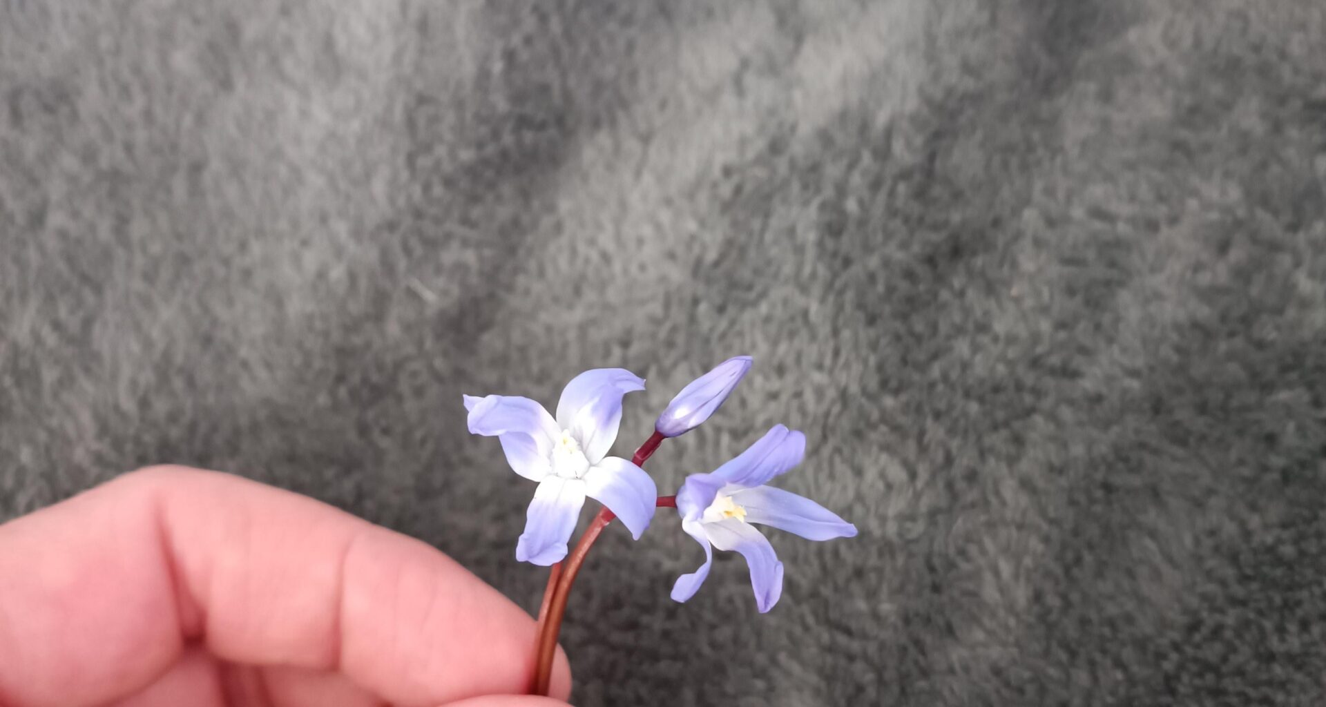 Von welcher Pflanze ist diese Blüte?