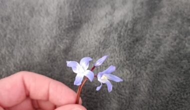 Von welcher Pflanze ist diese Blüte?