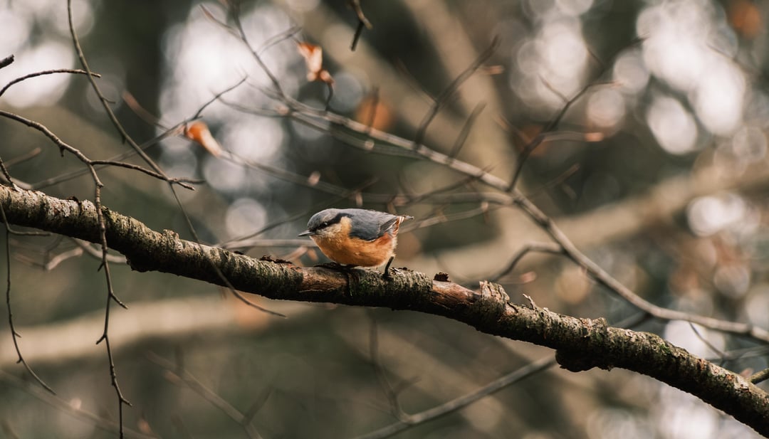 Kleiner Spaziergang zum Sonntag