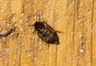 Was für ein Tier ist das?