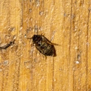 Was für ein Tier ist das?