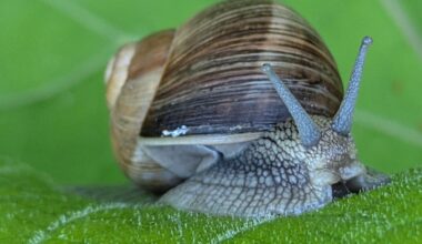 Schöne, kleine Weinbergschnegge