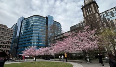 Cherry blossom at Aldgate Square 🌸