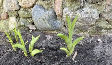 Könnten das Lilien sein?