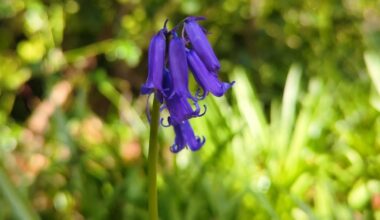 The Bluebells are Coming!