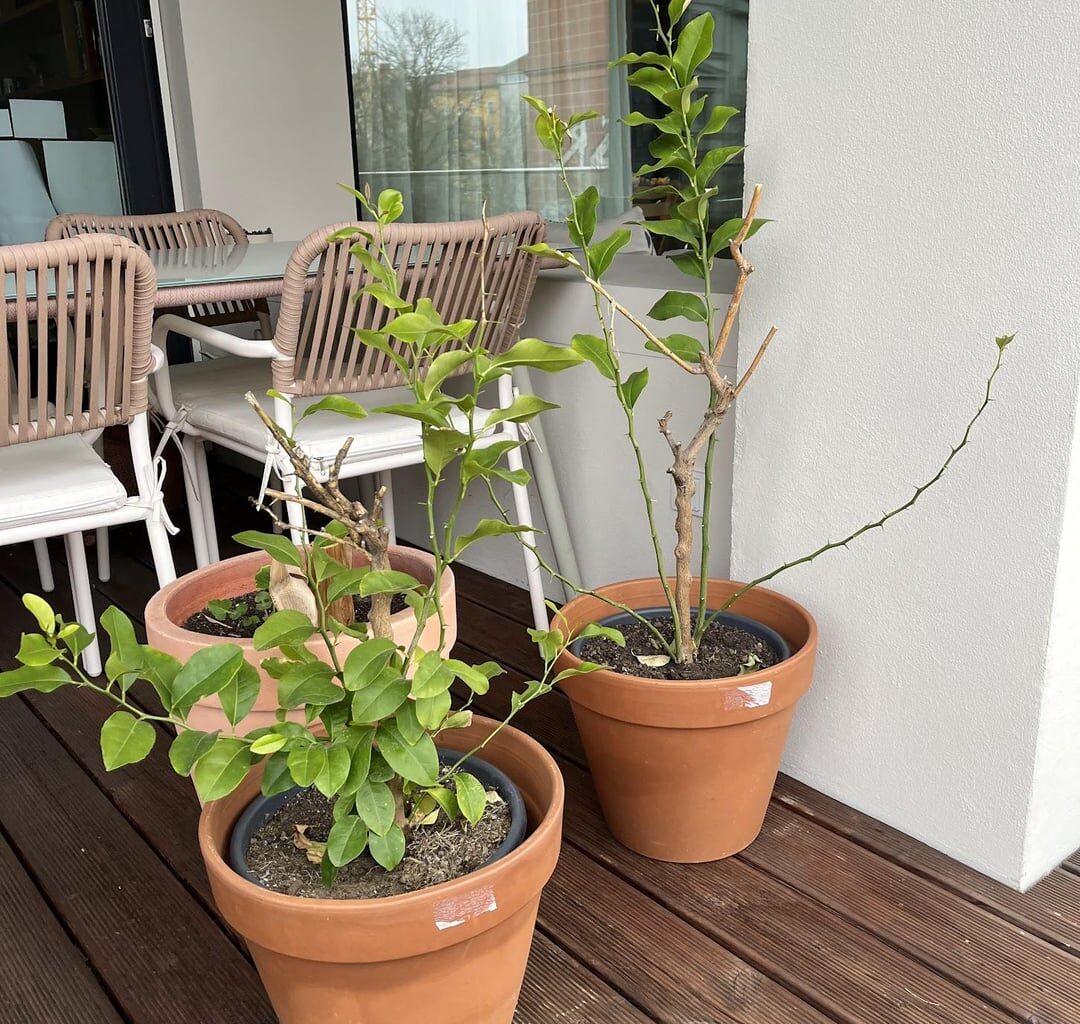 Wie Zitronenbaum schneiden?