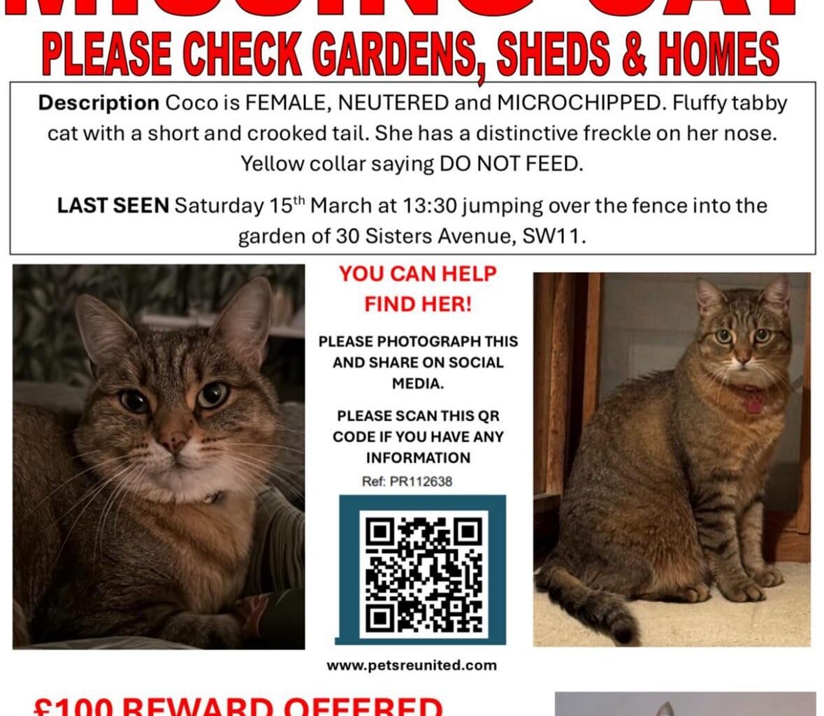 Missing moggy -SW11