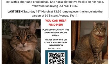 Missing moggy -SW11