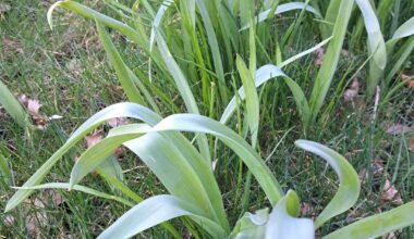 Sind das Tulpen?