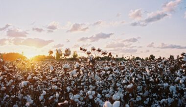 Crude oil support helps ICE cotton break 8-session losing streak