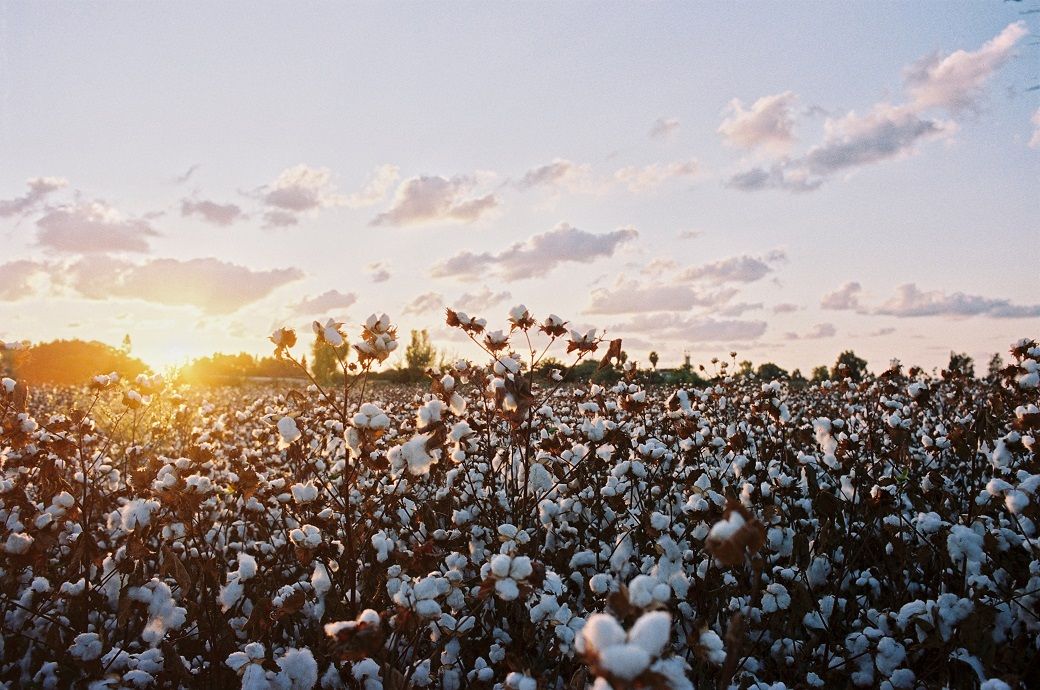 Crude oil support helps ICE cotton break 8-session losing streak