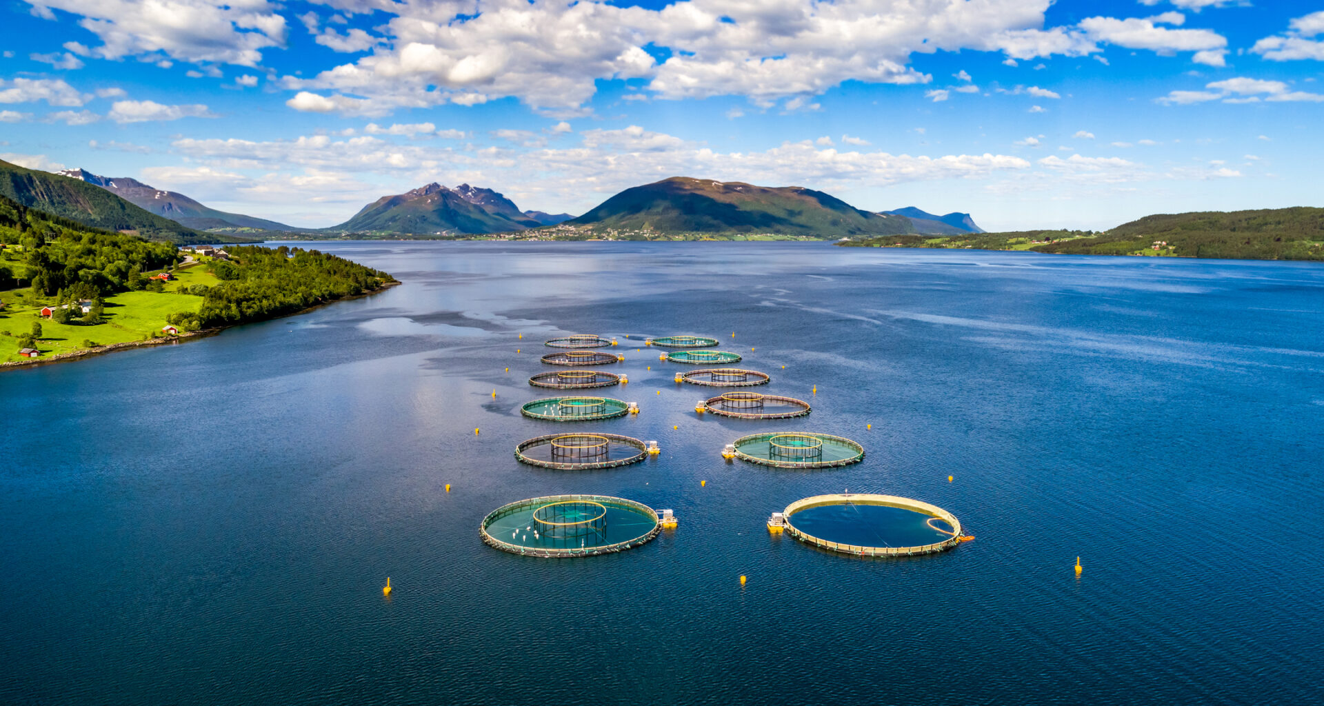 Norway salmon spot prices down, especially on big fish, while Chile, Scottish lift
