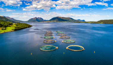Norway salmon spot prices down, especially on big fish, while Chile, Scottish lift