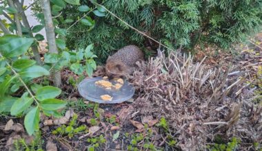 Hat dieser Igel eine Augenverletzung? Bindehautentzündung?