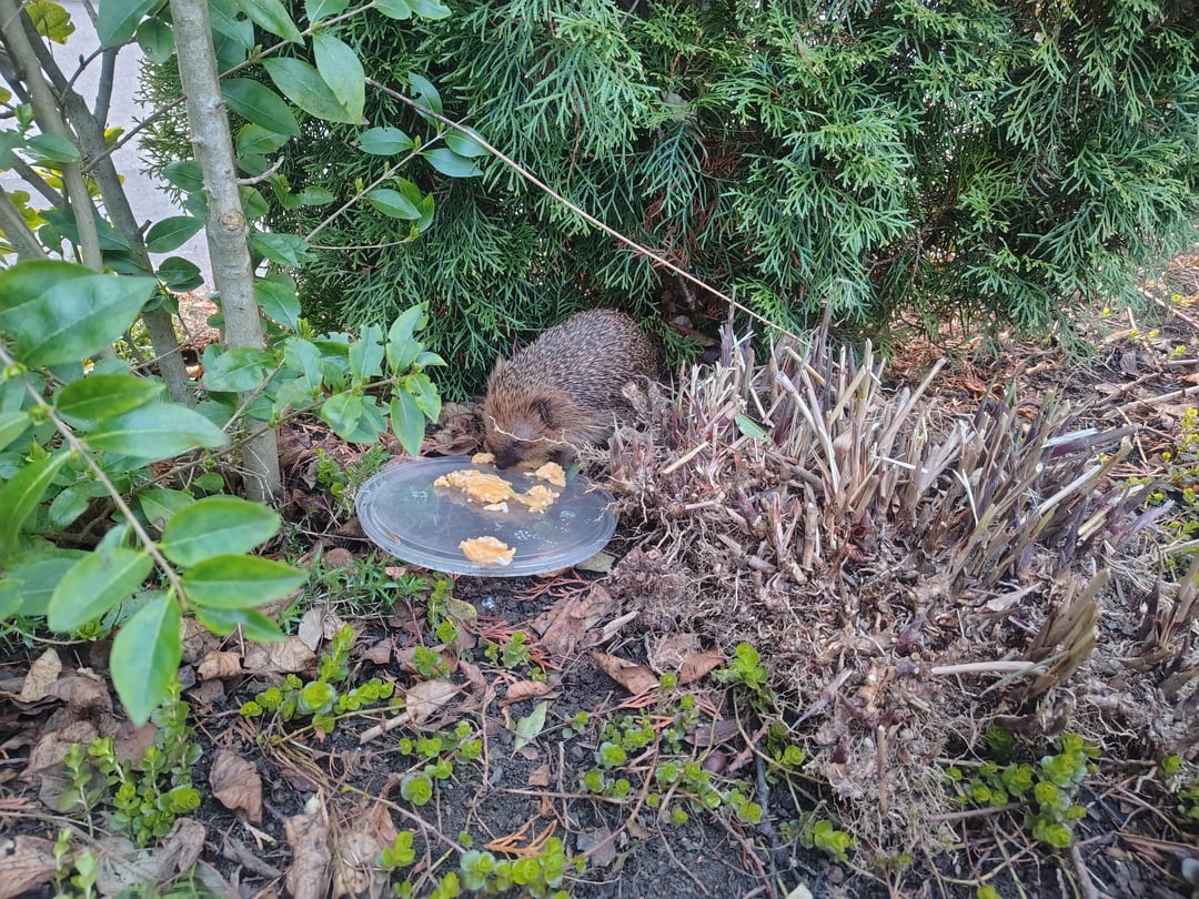 Hat dieser Igel eine Augenverletzung? Bindehautentzündung?