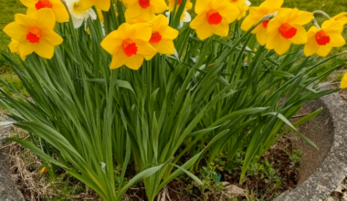 Spring has sprung for the Daffodils!!!